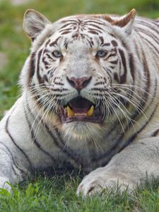 Preview wallpaper bengal tiger, tiger, white, fangs, predator, animal