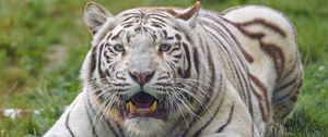Preview wallpaper bengal tiger, tiger, white, fangs, predator, animal