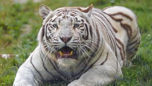 Preview wallpaper bengal tiger, tiger, white, fangs, predator, animal