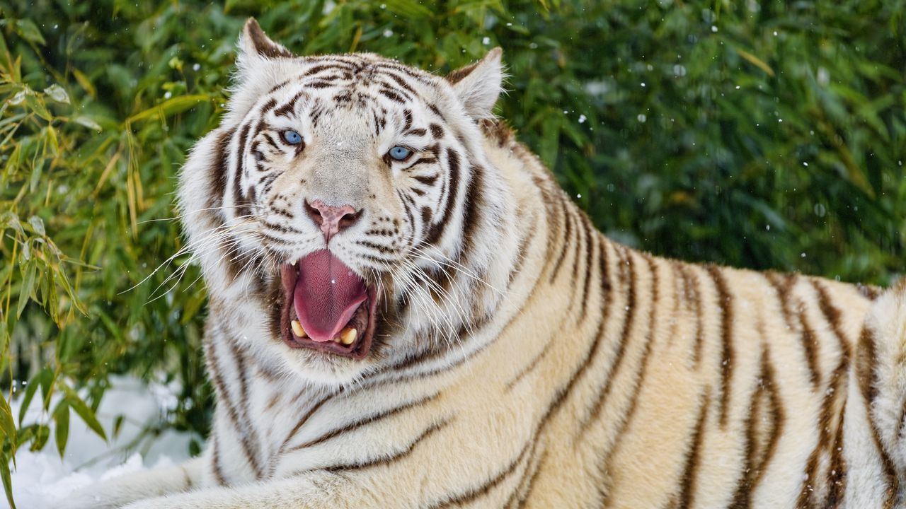 Wallpaper bengal tiger, tiger, yawn, animal, big cat