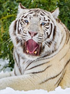 Preview wallpaper bengal tiger, tiger, yawn, animal, big cat