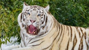 Preview wallpaper bengal tiger, tiger, yawn, animal, big cat