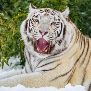 Preview wallpaper bengal tiger, tiger, yawn, animal, big cat