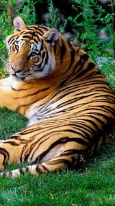 Preview wallpaper bengal tigers, grass, predator