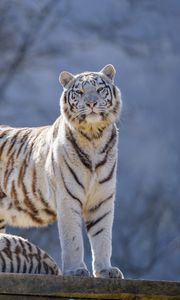 Preview wallpaper bengal tigers, tigers, animals, predators, white