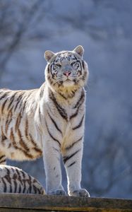 Preview wallpaper bengal tigers, tigers, animals, predators, white