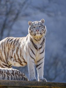 Preview wallpaper bengal tigers, tigers, animals, predators, white