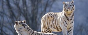 Preview wallpaper bengal tigers, tigers, animals, predators, white