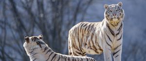 Preview wallpaper bengal tigers, tigers, animals, predators, white