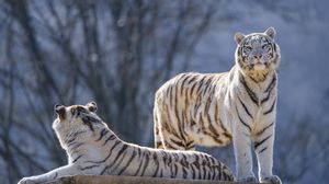 Preview wallpaper bengal tigers, tigers, animals, predators, white