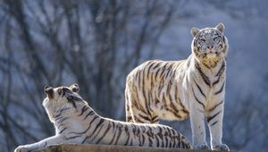 Preview wallpaper bengal tigers, tigers, animals, predators, white