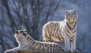 Preview wallpaper bengal tigers, tigers, animals, predators, white