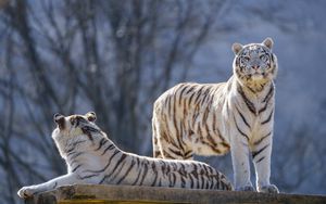 Preview wallpaper bengal tigers, tigers, animals, predators, white