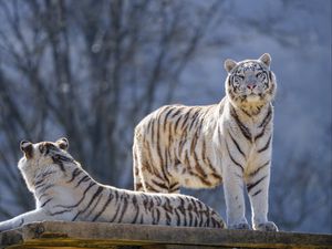 Preview wallpaper bengal tigers, tigers, animals, predators, white