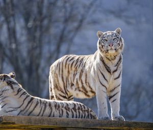 Preview wallpaper bengal tigers, tigers, animals, predators, white