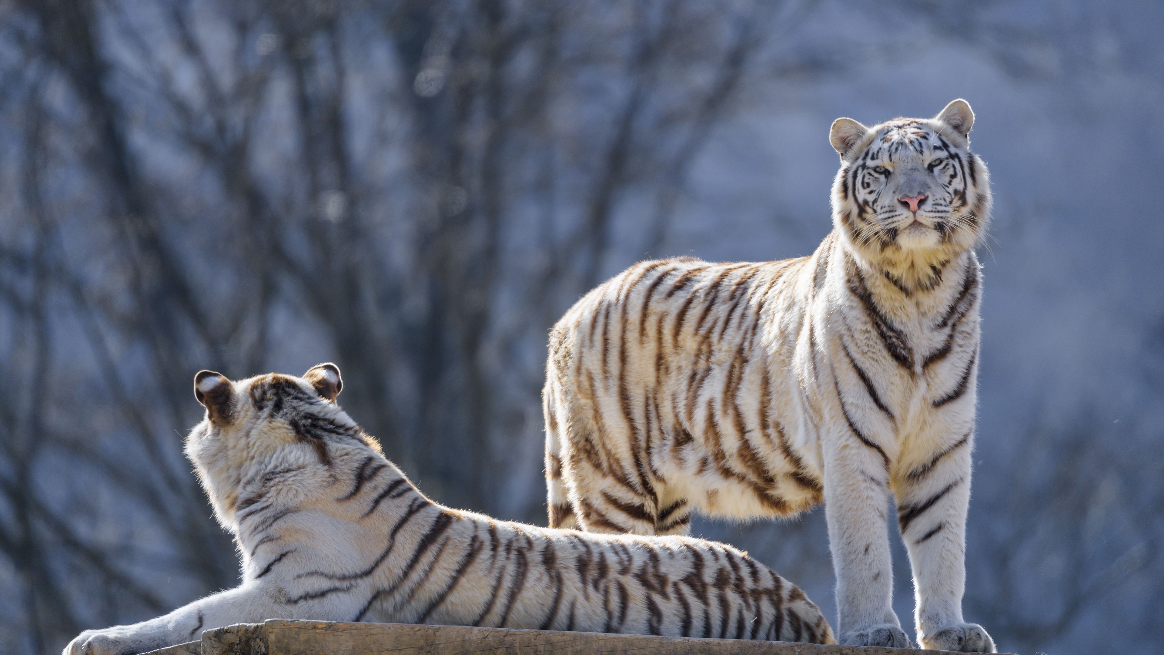 Download wallpaper 3840x2160 bengal tigers, tigers, animals, predators