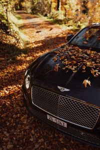 Preview wallpaper bentley continental gt, bentley, car, black, leaves