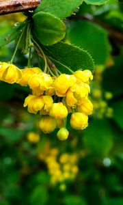 Preview wallpaper berberisbarberry, flowers, buds, leaves, drops, blur