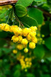 Preview wallpaper berberisbarberry, flowers, buds, leaves, drops, blur