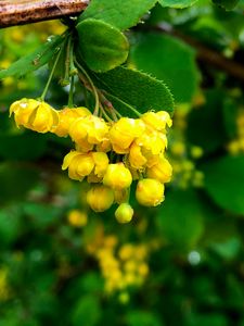 Preview wallpaper berberisbarberry, flowers, buds, leaves, drops, blur