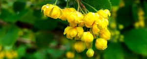 Preview wallpaper berberisbarberry, flowers, buds, leaves, drops, blur