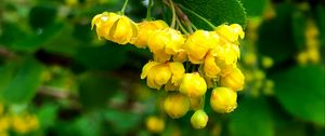 Preview wallpaper berberisbarberry, flowers, buds, leaves, drops, blur