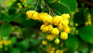 Preview wallpaper berberisbarberry, flowers, buds, leaves, drops, blur