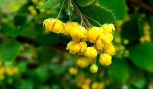 Preview wallpaper berberisbarberry, flowers, buds, leaves, drops, blur