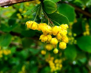 Preview wallpaper berberisbarberry, flowers, buds, leaves, drops, blur