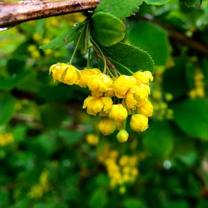 Preview wallpaper berberisbarberry, flowers, buds, leaves, drops, blur