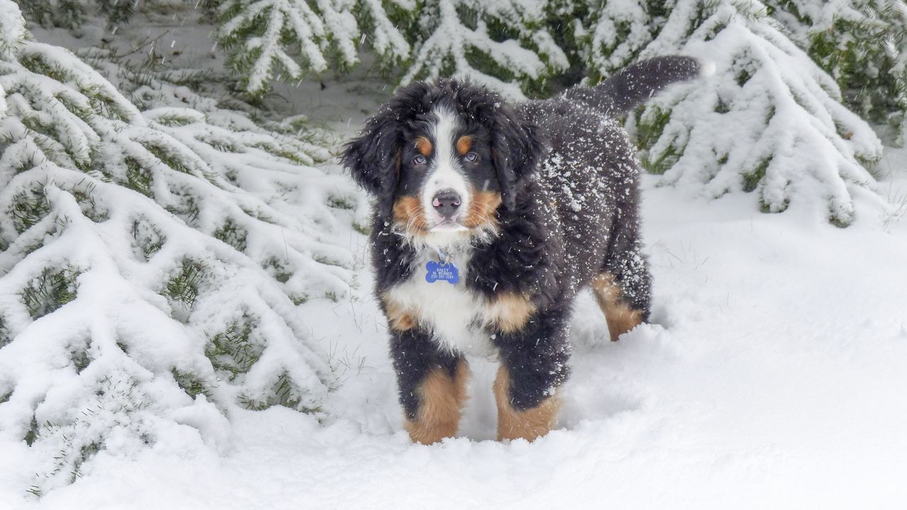 Wallpaper bernese mountain dog, berner sennenhund, dog, winter, snow