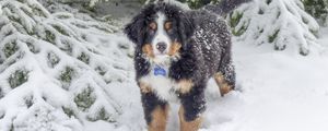 Preview wallpaper bernese mountain dog, berner sennenhund, dog, winter, snow