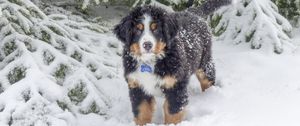 Preview wallpaper bernese mountain dog, berner sennenhund, dog, winter, snow