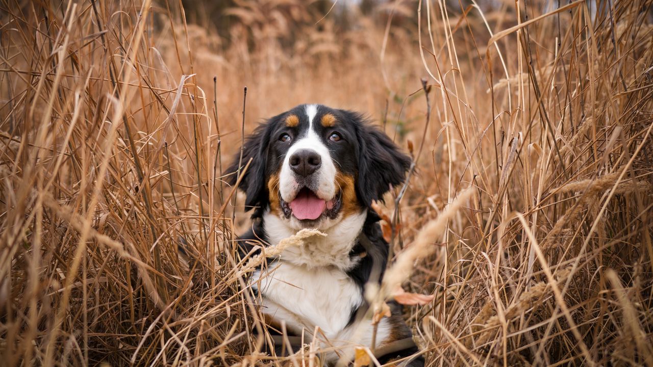 Wallpaper bernese mountain dog, dog, grass, spotted