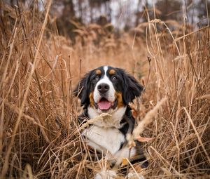 Preview wallpaper bernese mountain dog, dog, grass, spotted