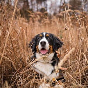 Preview wallpaper bernese mountain dog, dog, grass, spotted