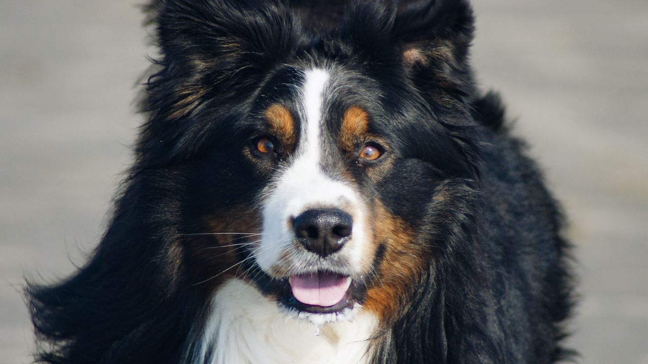 Wallpaper bernese mountain dog, dog, protruding tongue, pet