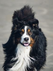 Preview wallpaper bernese mountain dog, dog, protruding tongue, pet