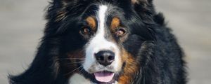Preview wallpaper bernese mountain dog, dog, protruding tongue, pet