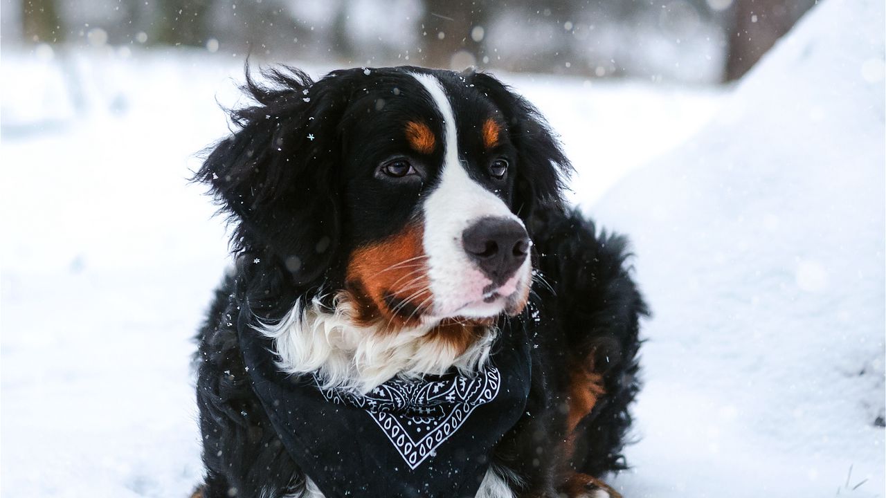 Wallpaper bernese mountain dog, dog, snow, snowfall