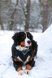 Preview wallpaper bernese mountain dog, dog, snow, snowfall
