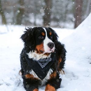 Preview wallpaper bernese mountain dog, dog, snow, snowfall