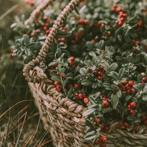 Preview wallpaper berries, basket, blur, harvest
