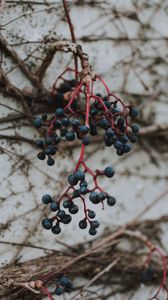 Preview wallpaper berries, blue, bunch, macro