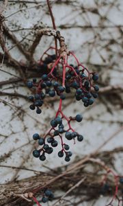 Preview wallpaper berries, blue, bunch, macro