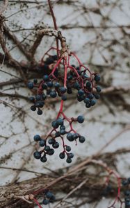 Preview wallpaper berries, blue, bunch, macro