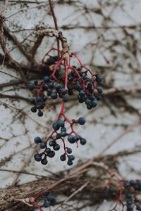 Preview wallpaper berries, blue, bunch, macro