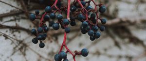 Preview wallpaper berries, blue, bunch, macro