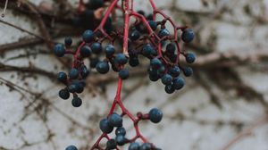Preview wallpaper berries, blue, bunch, macro