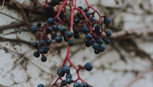 Preview wallpaper berries, blue, bunch, macro